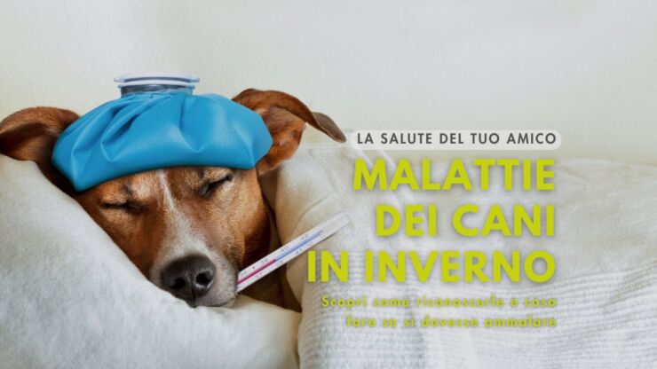 Raffreddore cane: malattie invernali e come riconoscerle