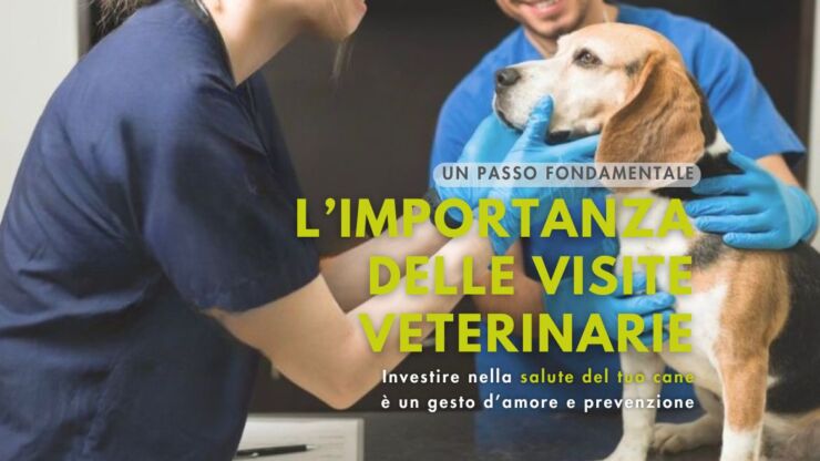 Veterinario Cani: l’importanza delle visite veterinarie regolari